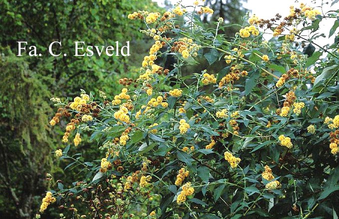Buddleja globosa