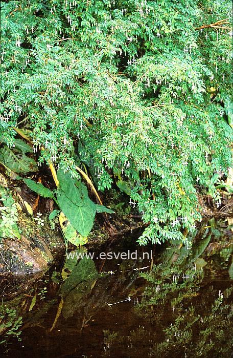 Fuchsia magellanica 'Alba'