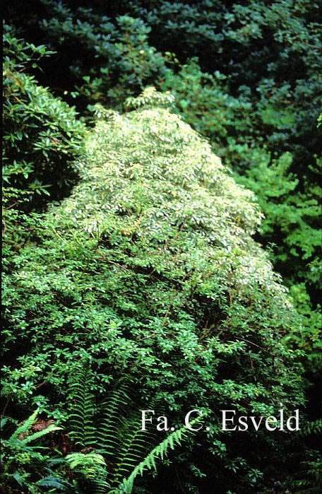 Pieris japonica 'Variegata'