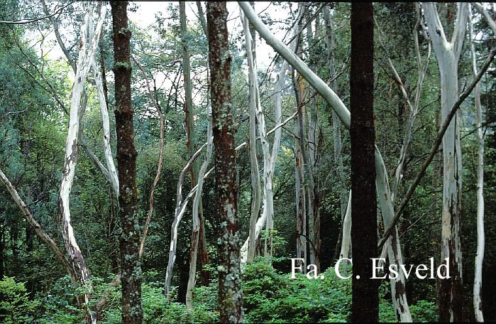 Eucalyptus gunnii