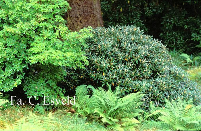 Rhododendron yakushimanum