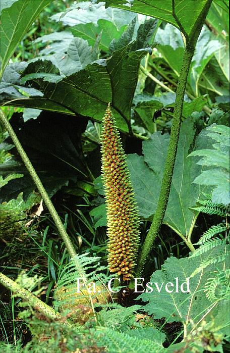 Gunnera manicata