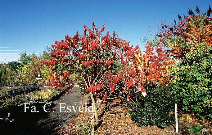 Rhus typhina