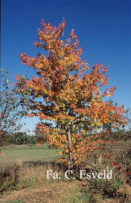 Acer rubrum