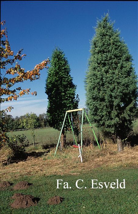 Calocedrus decurrens 'Pillar'