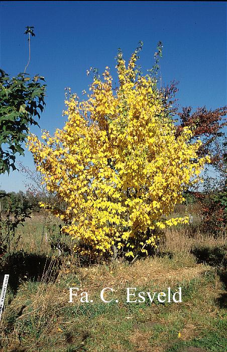 Acer rubrum