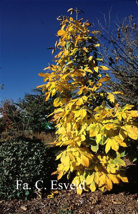 Carya glabra