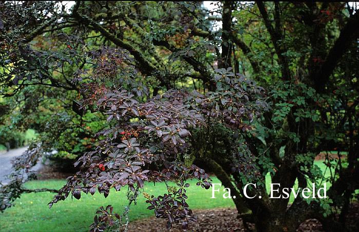 Enkianthus campanulatus