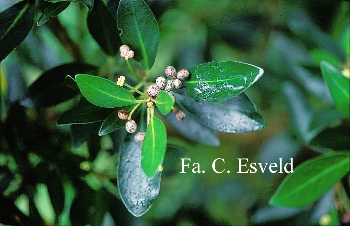 Embothrium coccineum