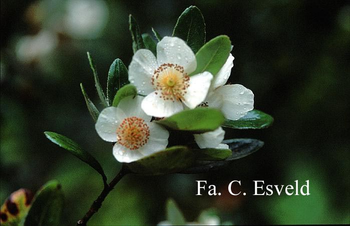 Eucryphia cordifolia