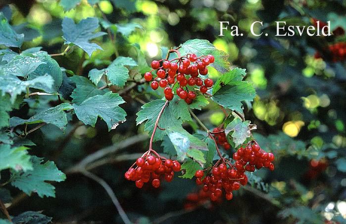 Viburnum opulus