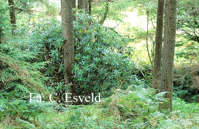 Rhododendron ponticum