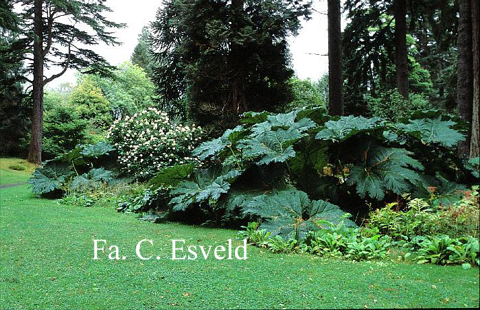 Gunnera manicata