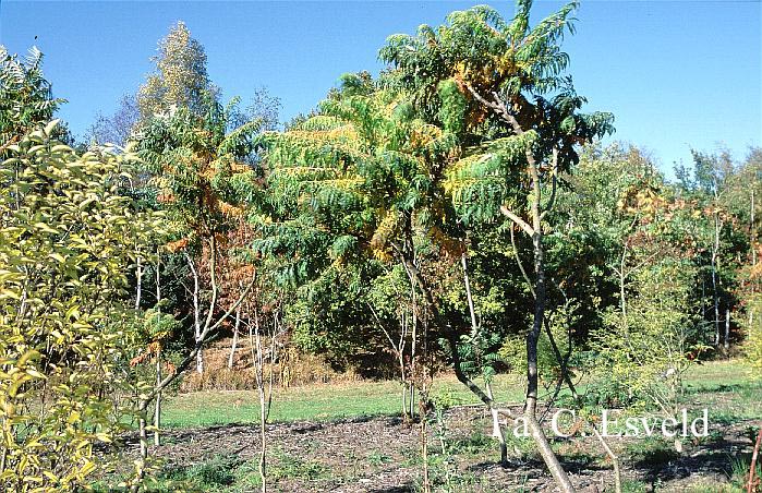 Rhus typhina 'Dissecta'