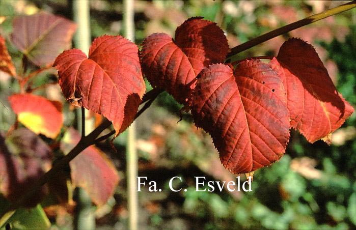 Acer capillipes