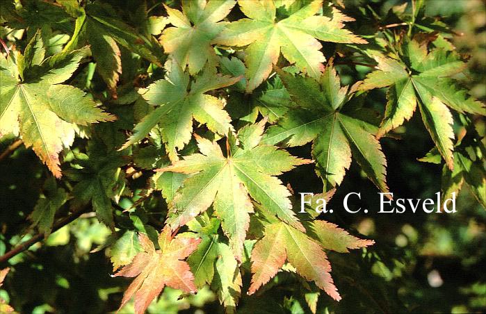 Acer shirasawanum