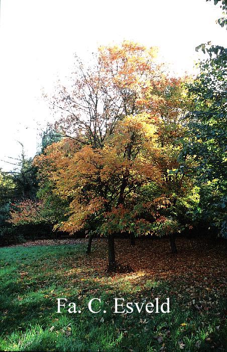 Acer triflorum