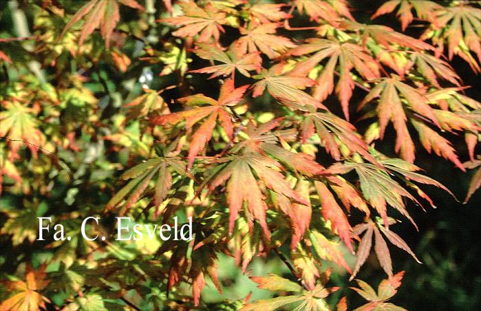 Acer shirasawanum