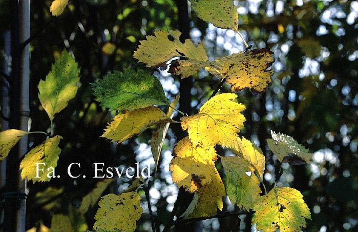Sorbus semiincisa