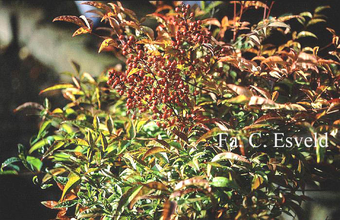 Nandina domestica