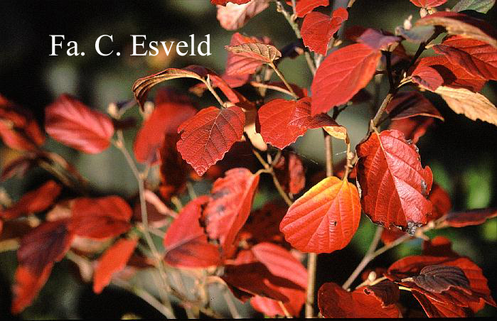 Fothergilla gardenii 'Mount Airy'