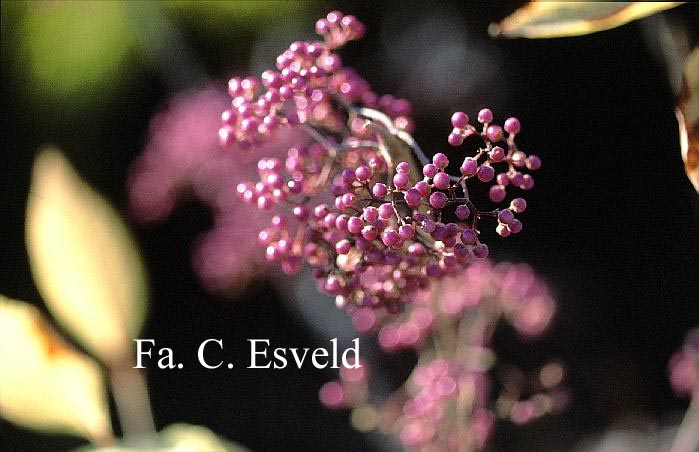 Callicarpa cathayana