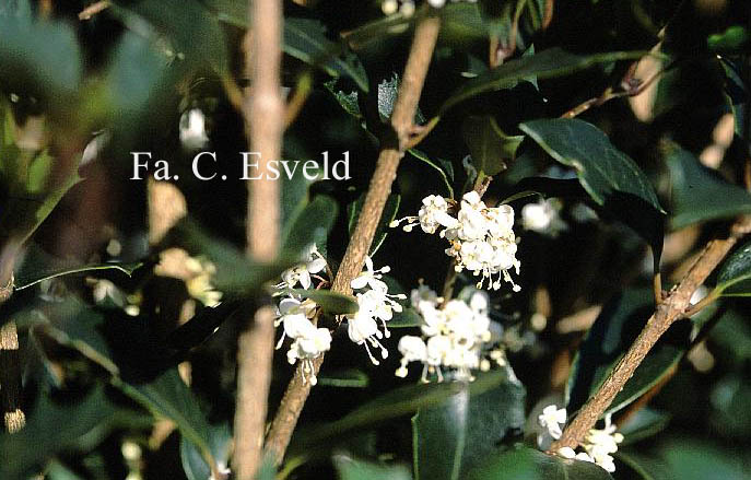 Osmanthus heterophyllus 'Gulftide'