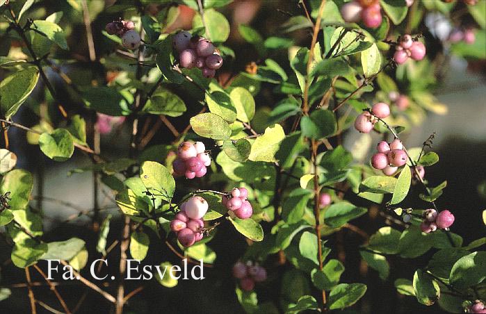 Symphoricarpos x doorenbosii 'Amethyst'