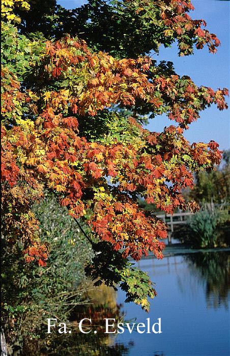 Acer platanoides 'Palmatifidum'