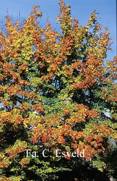 Acer platanoides 'Palmatifidum'