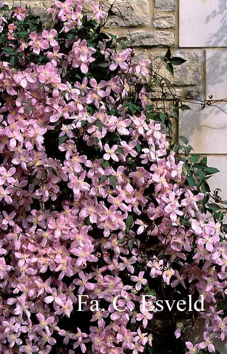 Clematis montana