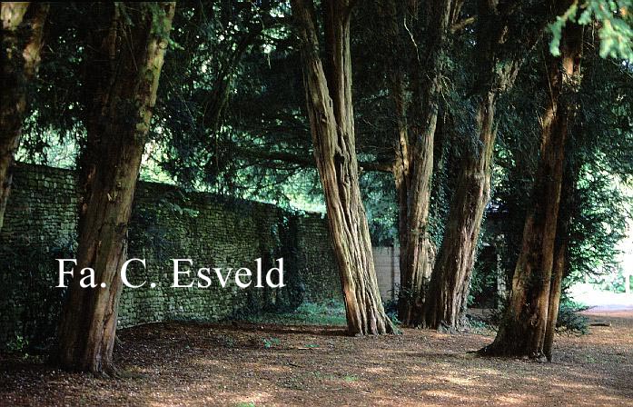 Taxus baccata