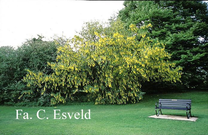 Laburnum watereri 'Vossii'