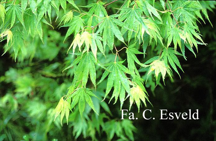 Acer palmatum 'Westonbirt Spreading Star'