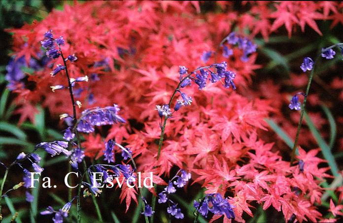 Acer palmatum 'Chishio Improved'