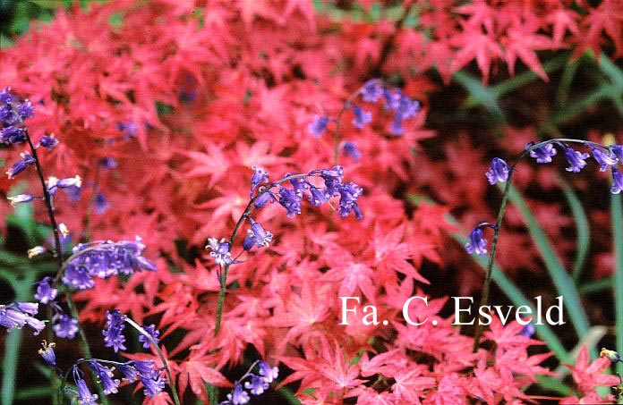 Acer palmatum 'Chishio Improved'