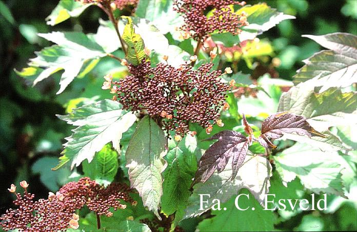 Viburnum sargentii 'Onondaga'
