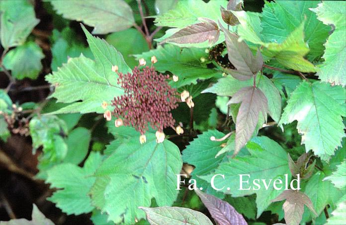 Viburnum sargentii 'Onondaga'