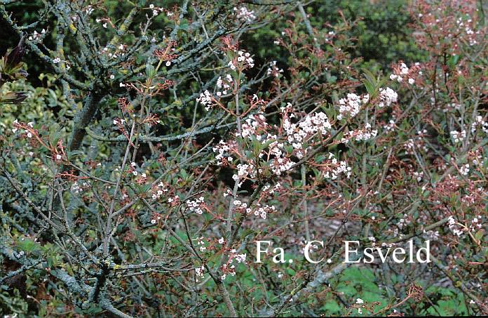 Viburnum chingii