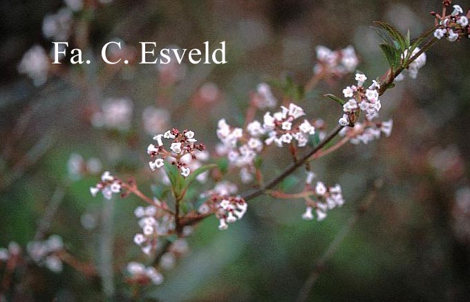 Viburnum chingii