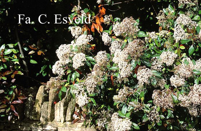 Photinia fraseri 'Red Robin'