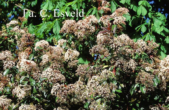 Photinia fraseri 'Red Robin'