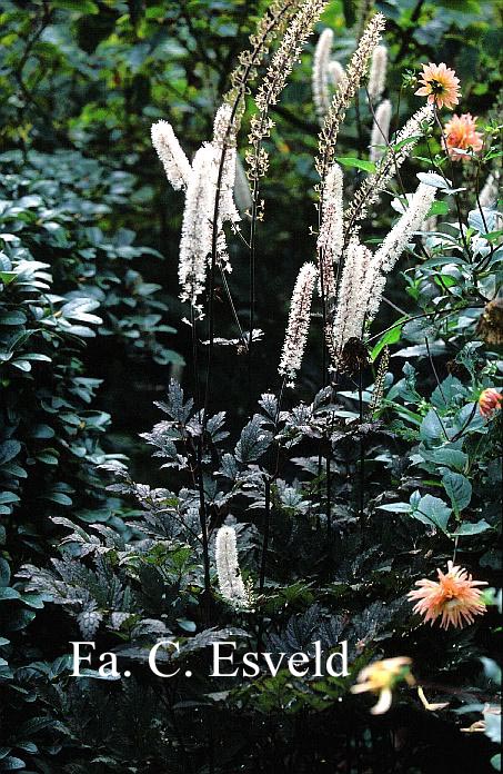 Actaea simplex 'Atropurpurea'