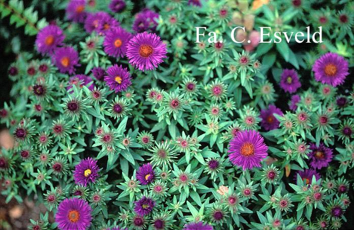 Aster novae-angliae 'Purple Dome'