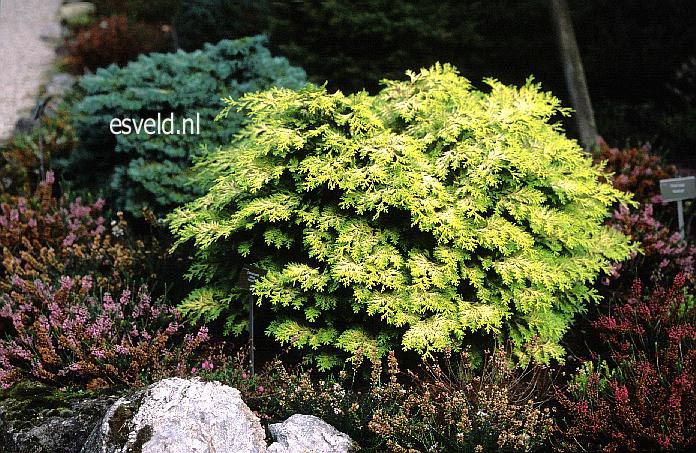 Chamaecyparis obtusa 'Kerdalo'