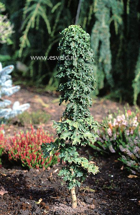 Acer platanoides 'Rezek'