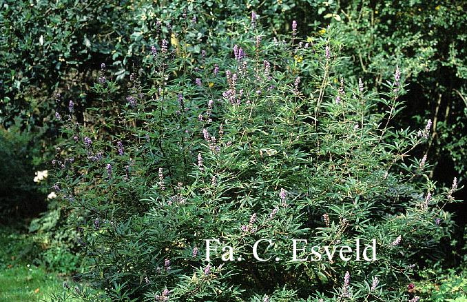 Vitex agnus-castus