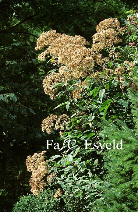 Eupatorium maculatum 'Atropurpureum'