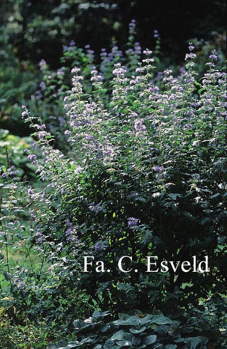 Caryopteris clandonensis 'Heavenly Blue'