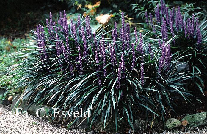 Liriope muscari 'Ingwersen'